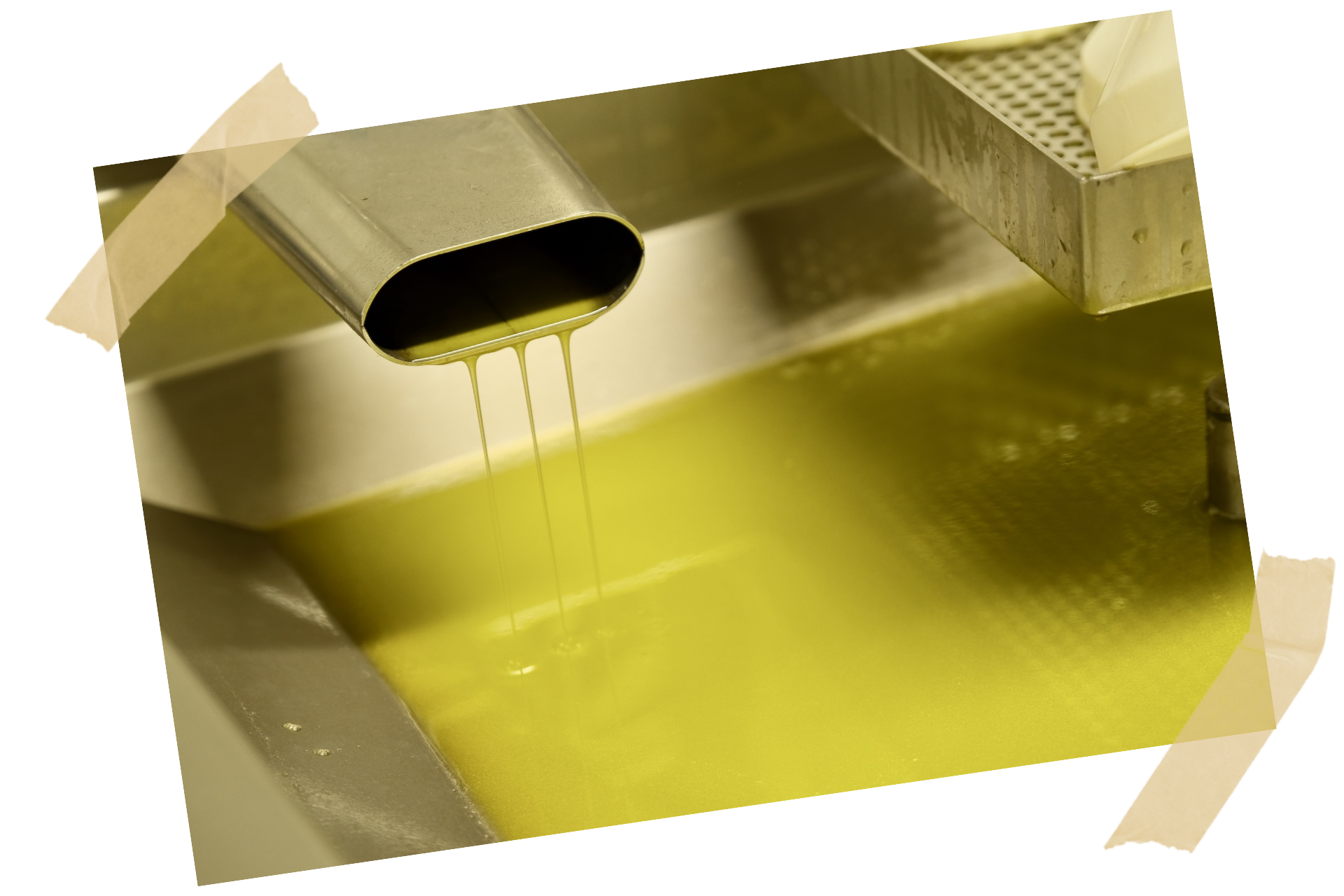Freshly cold-pressed high-polyphenol olive oil