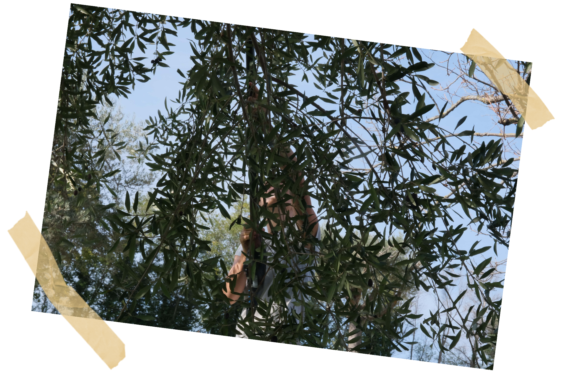 Hand-raking olives from the tree at harvest
