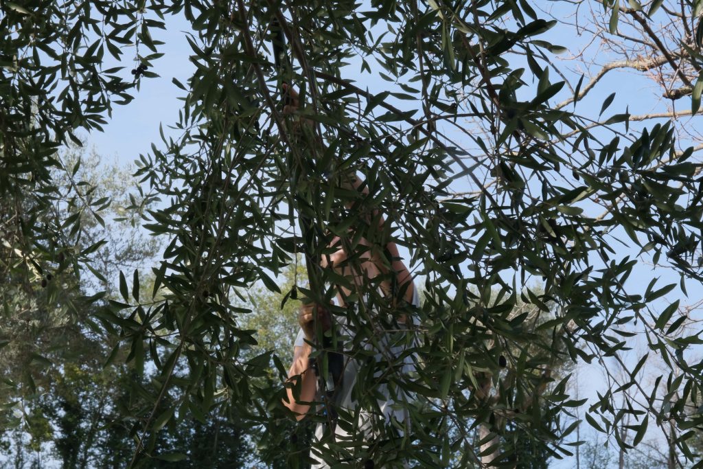 A man raking olives from a tree, ready for pressing into VivaCento olive oil