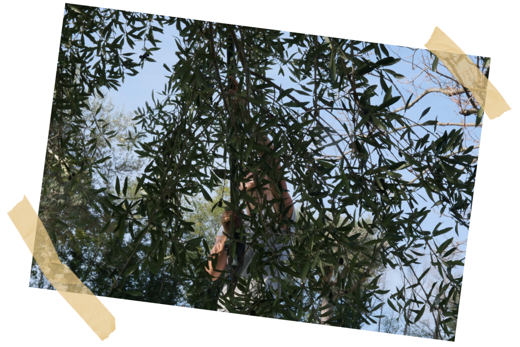 raking olives from an olive tree with masking tape